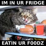 kittah-fridge