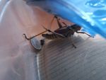 Grasshopper-4